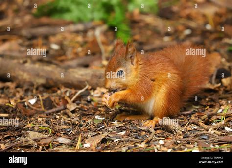 A Cute Baby Red Squirrel Sciurus Vulgaris Taken In Late Spring On