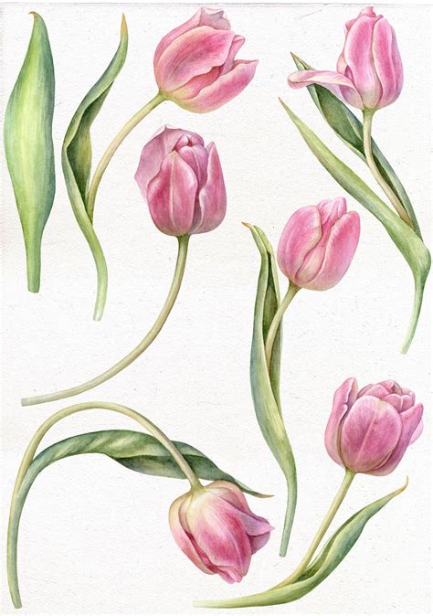 Pink Tulips With Green Stems And Leaves On A White Background In Watercolor