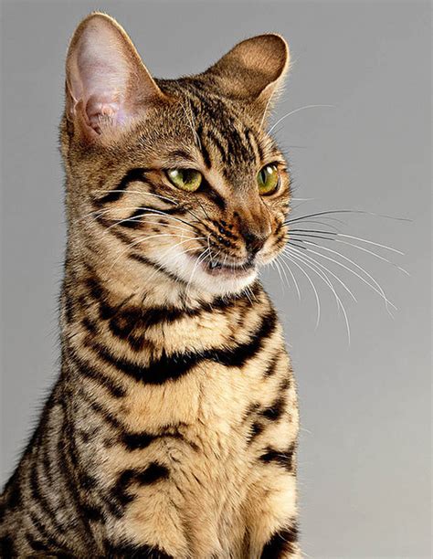 Cute Overload Top 5 Most Expensive Cat Breeds