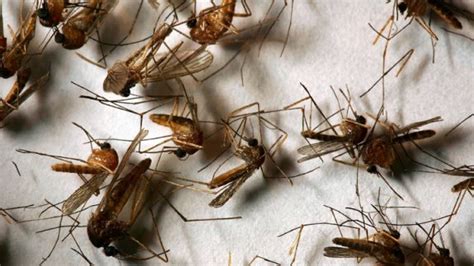 Mosquitoes In Southern California Test Positive For West Nile Virus And