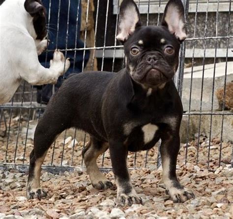 Brush your french bulldog puppy weekly using a rubber brush or rubber grooming hand to make sure all of their loose and dead hair is effectively removed. French Bulldog Puppy for Sale - Adoption, Rescue for Sale in Waterloo, Iowa Classified ...