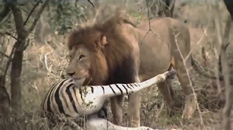 African Lions National Geographic Documentary Youtube