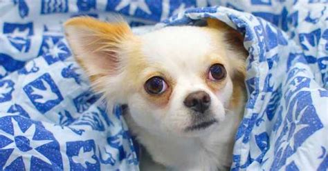 Chihuahua Dog Breed Information Pictures Characteristics And Facts