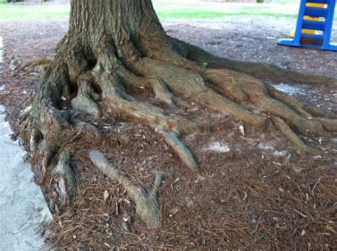 Tree Covering Exposed Roots Walter Reeves The Georgia Gardener