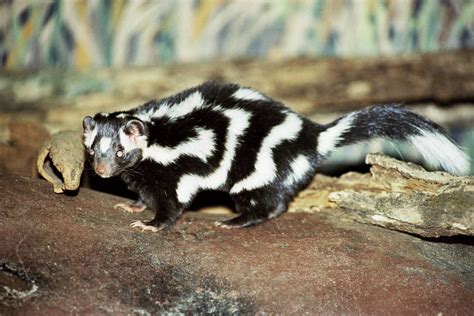 Spilogale Pygmaea Pygmy Spotted Skunk Marsupial Primates Mammals Striped Skunk