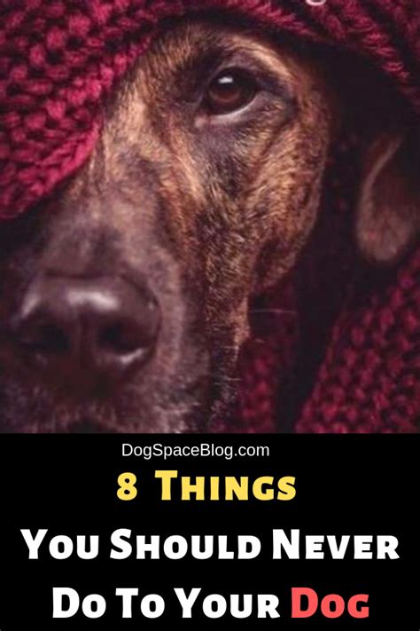 8 Things You Should Never Do To Your Dog Stuff To Do Things To Do
