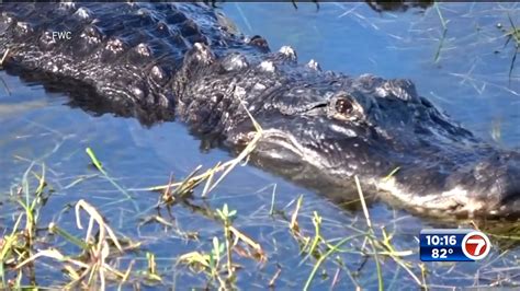 Sheriff Florida Woman Found Dead Grabbed By Gators In Pond Wsvn