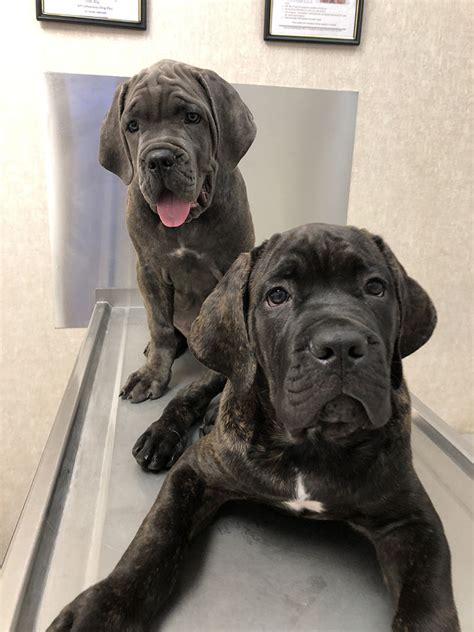 Cane Corso Puppies For Sale Grand Champion Bloodlines