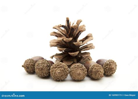 Acorns And Pine Cones Stock Image Image Of Shell Forest 16990173