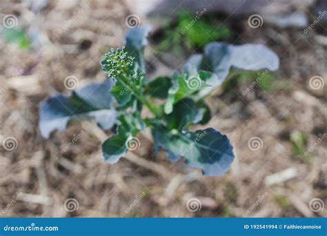 Broccolini Plant Outdoor In Sunny Vegetable Garden Stock Photo Image