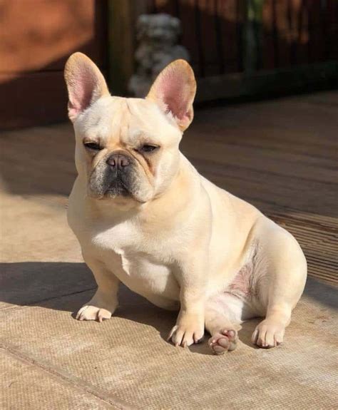 15 Reasons to NOT Buy a French Bulldog • The Pets KB in ...