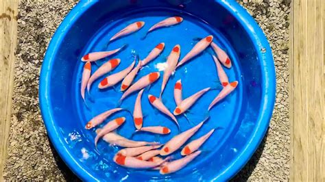Koi market is your leading resource to find healthy japanese koi in the new york region. Koi Market Hoshikin Tancho - YouTube