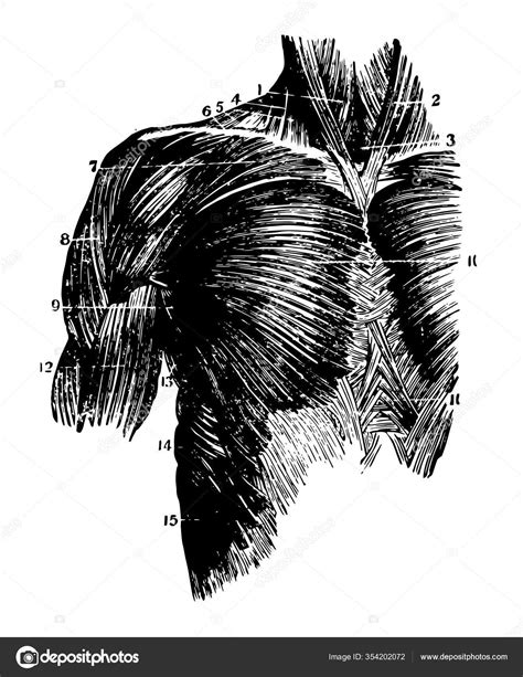 Illustration Represents Chest Muscles Vintage Line Drawing Engraving Illustration Stock Vector