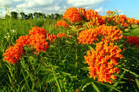 Check spelling or type a new query. Butterfly Milkweed | Direct Native Plants - MD, DE, PA, VA