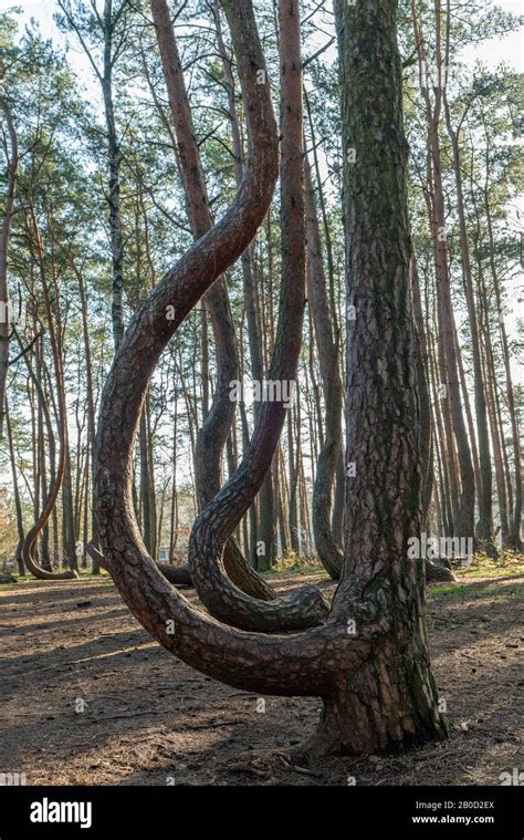 Crooked Forest Of Gryfino Hi Res Stock Photography And Images Alamy