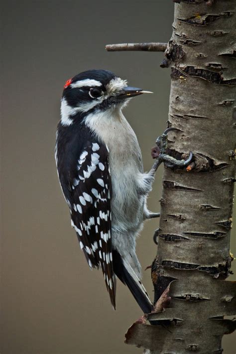 A beautiful, cruelty free ode to mother natures fine feathered friends. Feather Tailed Stories: Downy Woodpecker