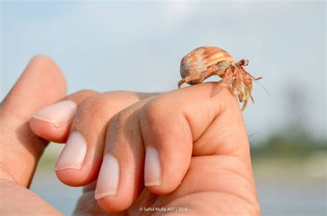 How To Take Care Of A Pet Hermit Crab Care Sheet And Guide 2022 Pet Keen