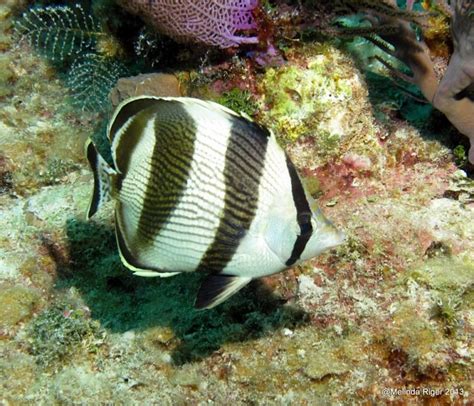 Bahamas Reef Fish 49 Banded Butterflyfish Rolling Harbour Abaco