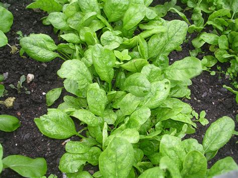 How To Grow Spinach Growing Spinach Garden Spinach Spinach Plants