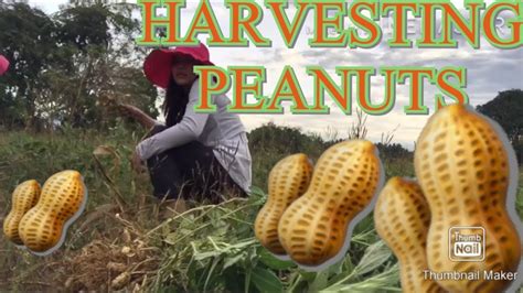 How To Harvest Peanuts 🥜 Youtube