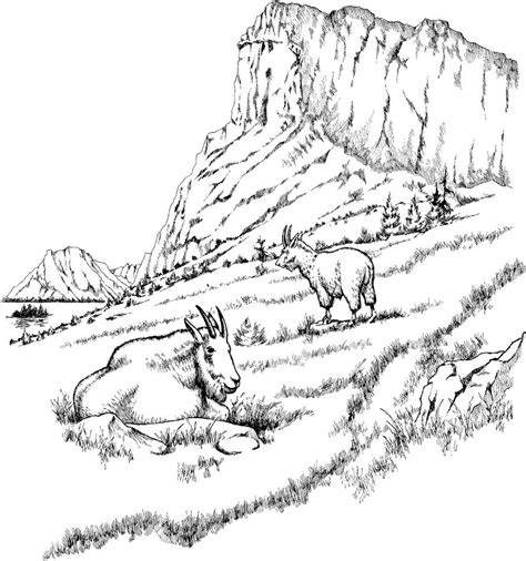 Free printable mountain lion coloring pages. Coloring pages: Coloring pages: Mountain Goat, printable ...