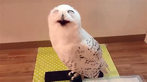 Smiling Owl Youtube