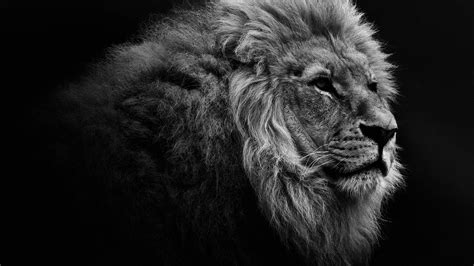 Details adding a wall art is the easiest way to refresh your interior. Lion Wallpaper Black and White (50+ images)