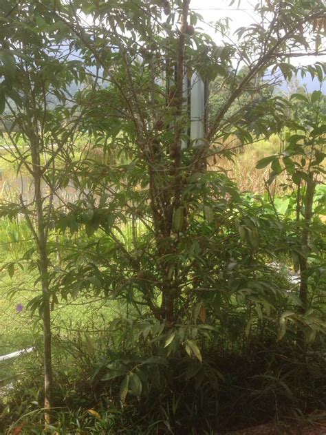 25 manfaat mahkota dewa bagi kesehatan yang tidak boleh dianggap enteng karena memiliki kandungan yang dapat mengatasi berbagai penyakit. Jom Tanam Sayur ( JTS ) : Pokok Mahkota Dewa @ Phaleria ...