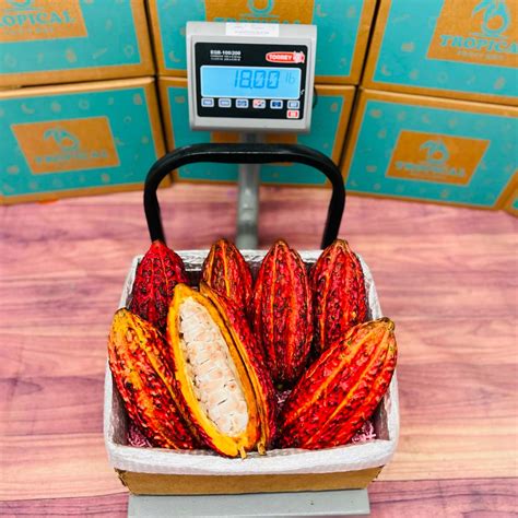 Fresh Cacao Fruit Box For Sale Order Your Fresh Cacao Fruit Today