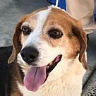 The beagle breed originated in england as a cross between the harrier and other hounds of england. Beagle Puppies - Beagle Rescue and Adoption Near You