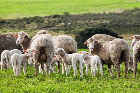 Intensive Sheep Systems And Feeding Systems
