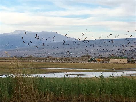 Flocking To The Hula Valley Shatour Israel Tours