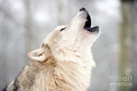 Gray Wolf Howling Photograph By Louise Murray Pixels