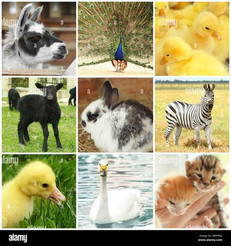 Different Animals Collage Hi Res Stock Photography And Images Alamy