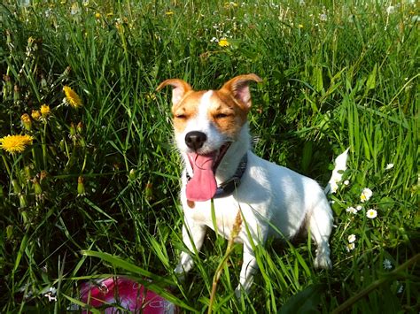 Das ist ein beliebter treffpunkt der berliner. Wieviel Futter braucht ein Hund täglich? - LesWauz