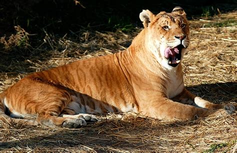 🦁 Tigre Características Y Curiosidades Animales Salvajes