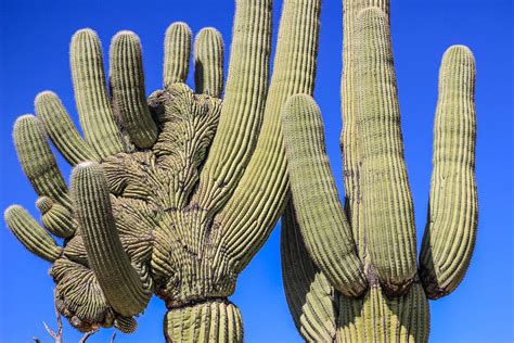 They are the largest cactus in the united states. 5 Shocking Facts about Arizona's Saguaro Cactus. Did You ...