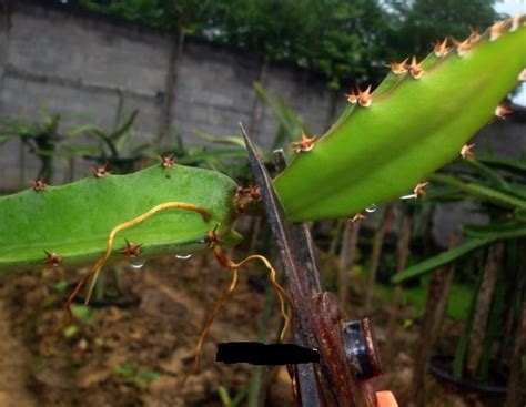 Selain itu, dengan cara generatif membutuhkan tempat khusus untuk penangkaran. Cara Menanam Buah Naga Agar Cepat Berbuah