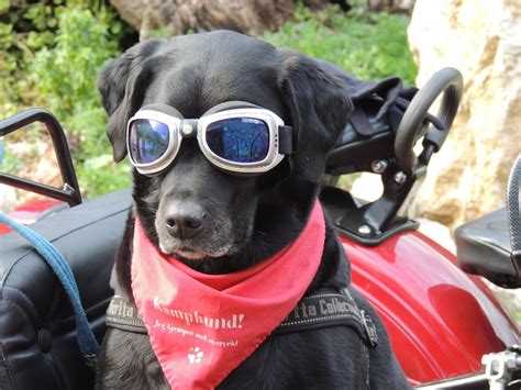 Dog Sidecar Sunglasses Free Photo On Pixabay Pixabay