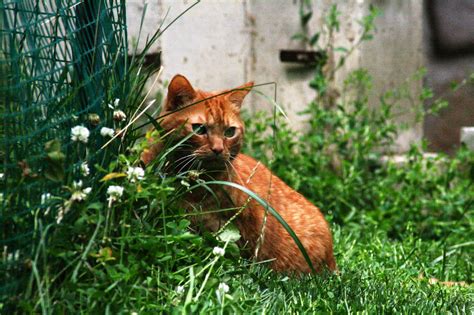 There is 1 animal hospital per 9,469 people. Lakeland Animal Hospital Friends - Lakeland Animal ...