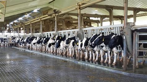 What Is A Dairy Farm With Pictures Images And Photos Finder
