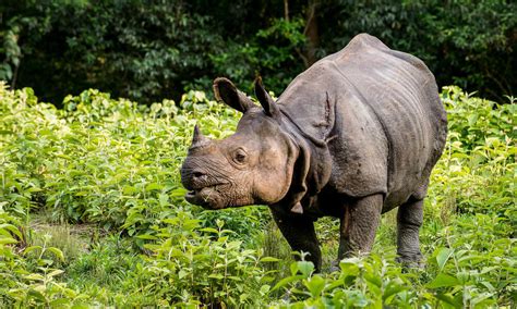 Nepals Rhino Population Increases By 16—a Sign Of Hope For The