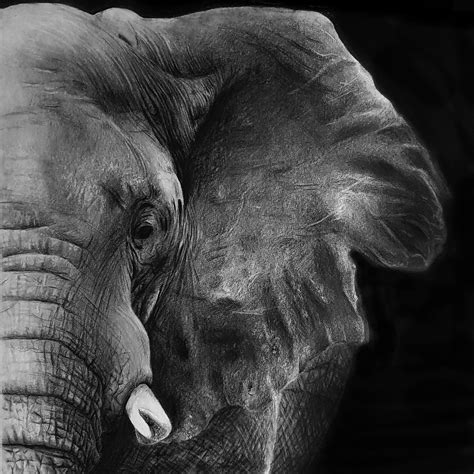 Elephant Me Charcoal 2019 Elephant Black And White Elephant