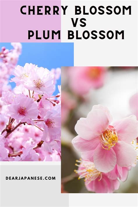 Cherry Blossom Vs Plum Blossom Cherry Blossom Petals Peach Blossoms