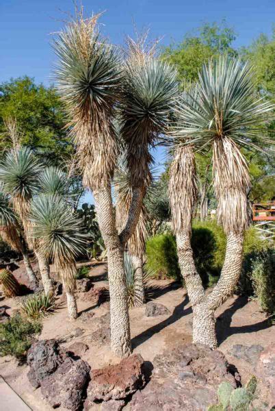In the winter they have all the pretty lights in their cactus. Grand Canyon West and Hualapai Ranch Tour - Backstreet Nomad