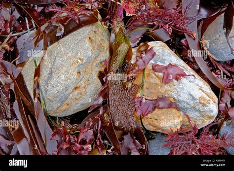 Rocks And Kelp At Jade Cove Big Sur Coast California Stock Photo Alamy