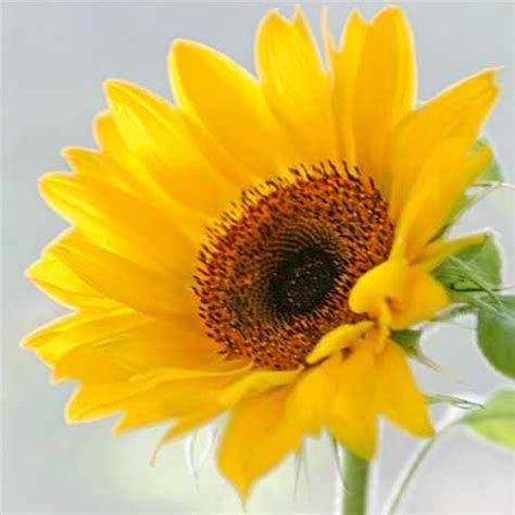 Sunny Flower – DecorLine NY