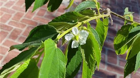 It belongs to the ericaceae family, the same as that of the popular blueberry and is also known as irish strawberry tree, or cain or cane apple. Strawberry tree setting fruit. This fruit tree is growing ...