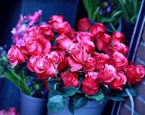 Select your favorite images and download them for use as wallpaper for your desktop or phone. Hot Pink Roses Pictures, Photos, and Images for Facebook ...