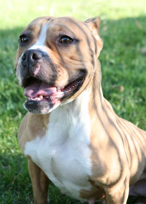 Our english bulldogs are rescued from a variety of circumstances. Pit Bull / English Bulldog Mix - Twinkie | Mid-America ...